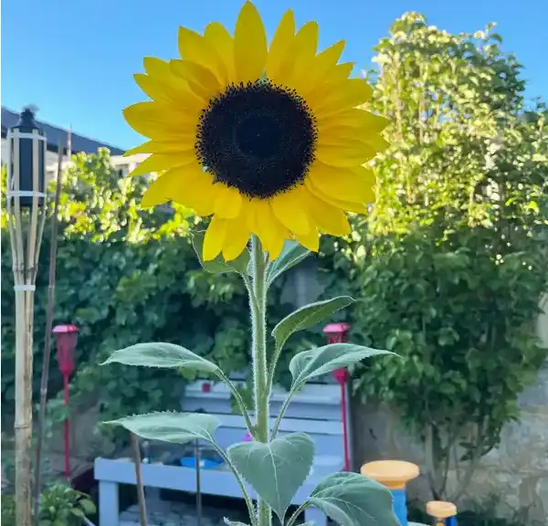 SUNFLOWER-in-garden-2